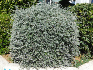 Teucrium Fruticans